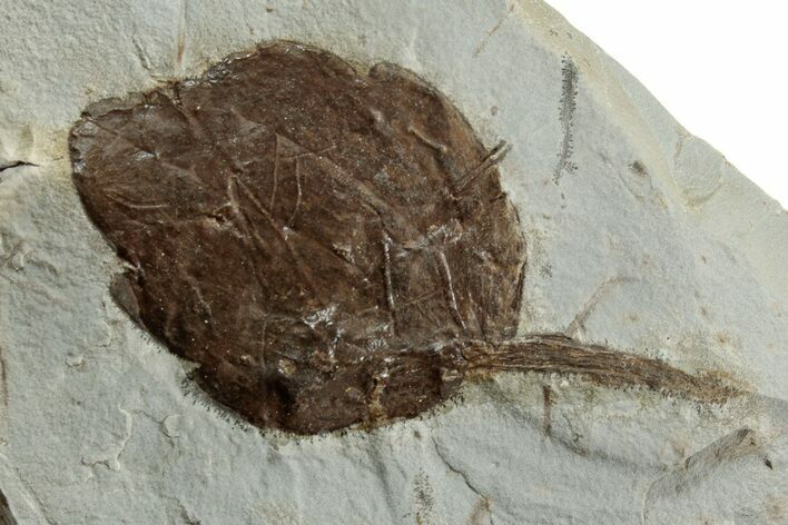 Fossil Leaf (Zizyphoides) - Montana #223824